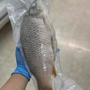 CHÉP NGUYÊN CON 900g-1.2kg - コイ（丸ごと）