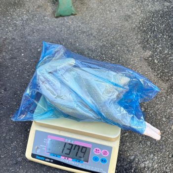 GÀ TÚI XANH (1.1-1.3kg/con)