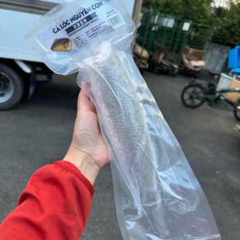 CÁ LÓC NGUYÊN CON