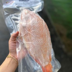 DIÊU HỒNG - スナッパー（赤）