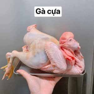 GÀ TRỐNG CỰA - オンドリ
